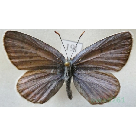 Plebejus argyrognomon (Bergsträsser, 1779) male Modraszek srebroplamek Czech19l